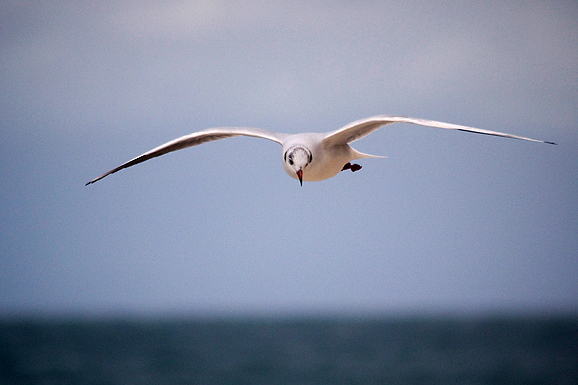 Galebov let (foto:Saša Čuka)