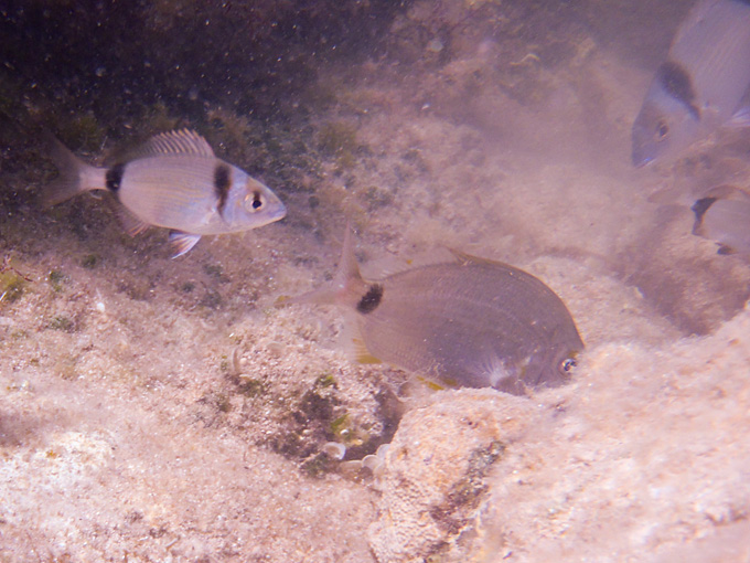 OLYMPUS DIGITAL CAMERA OLYMPUS DIGITAL CAMERA