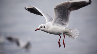 Zadarski galebovi (foto:Saša Čuka)
