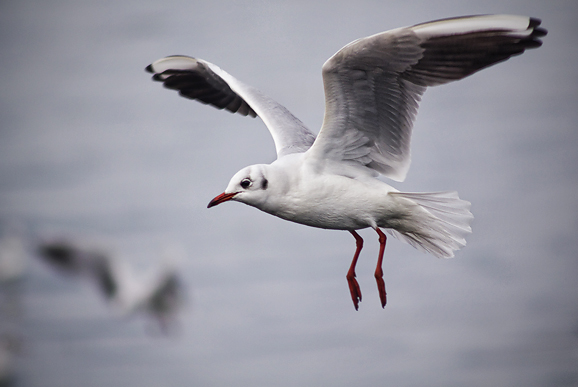 Zadarski galebovi (foto:Saša Čuka)