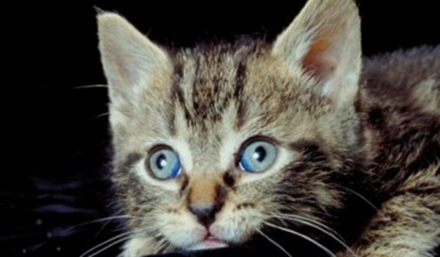 Mačić, foto: tportal.hr