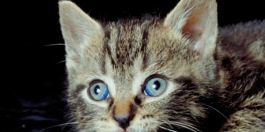 Mačić, foto: tportal.hr Mačić, foto: tportal.hr