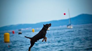 8. dm Millennium Jump, foto: Iva Perinčić