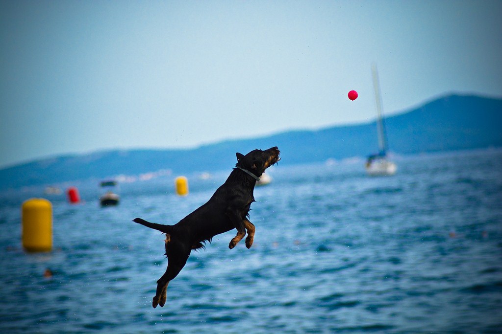 8. dm Millennium Jump, foto: Iva Perinčić