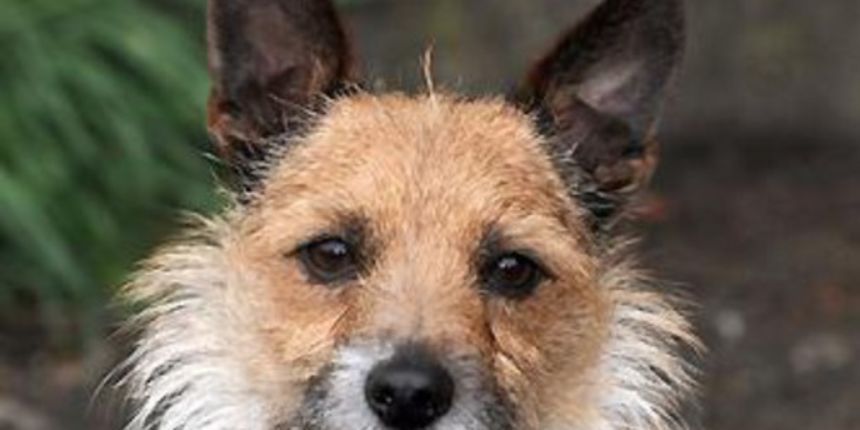 Zbog malenog terijera pošta zabranila dostavu cijeloj ulici Zbog malenog terijera pošta zabranila dostavu cijeloj ulici