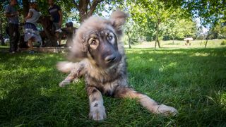 Simpatična galerija koja prikazuje životinjsku farmu na najvišem južnom vrhu Velebita – Crnopcu Simpatična galerija koja prikazuje životinjsku farmu na najvišem južnom vrhu Velebita – Crnopcu