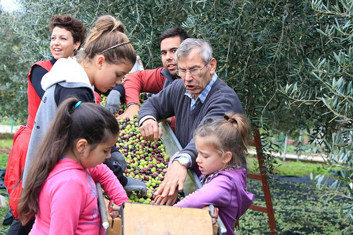 U berbi maslina, Foto: Leo Banić