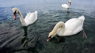 Labudovi u Bibinjama 12. svibnja 2013.  Foto: Roberto Lerga