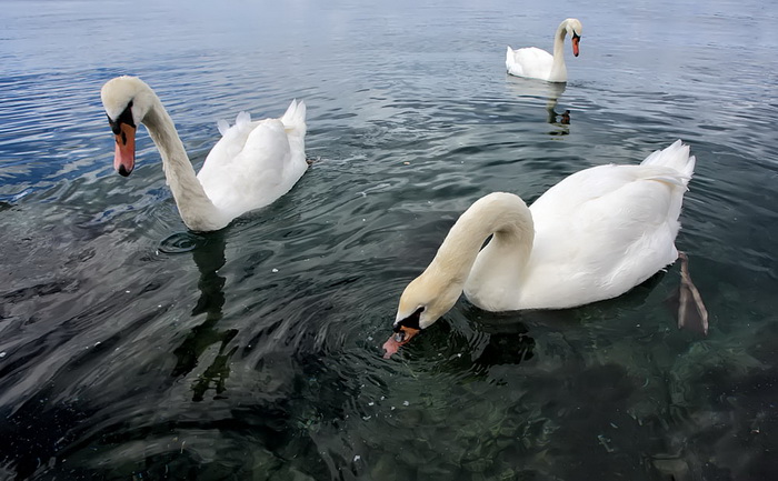 Labudovi u Bibinjama 12. svibnja 2013.  Foto: Roberto Lerga