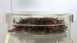 Izložba ‘Hrvatski Apoksiomen’ (foto: A. Gospić)