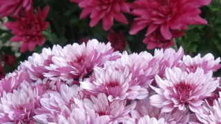 Gradska trznica uoci dana mrtvih, Foto: Mia Knezevic