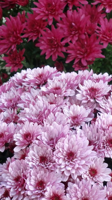 Gradska trznica uoci dana mrtvih, Foto: Mia Knezevic