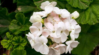 Malta, biser Mediterana Malta, biser Mediterana