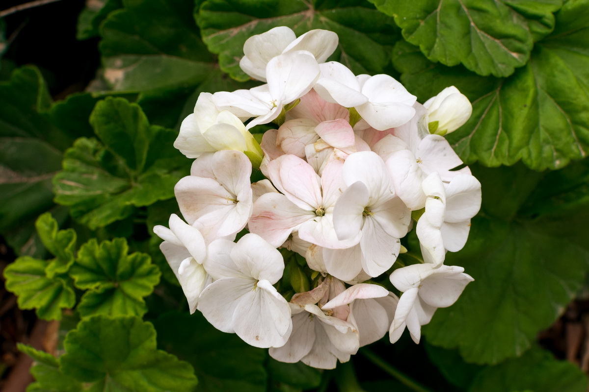 Malta, biser Mediterana Malta, biser Mediterana