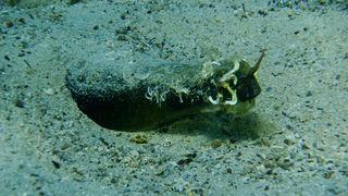 OLYMPUS DIGITAL CAMERA OLYMPUS DIGITAL CAMERA