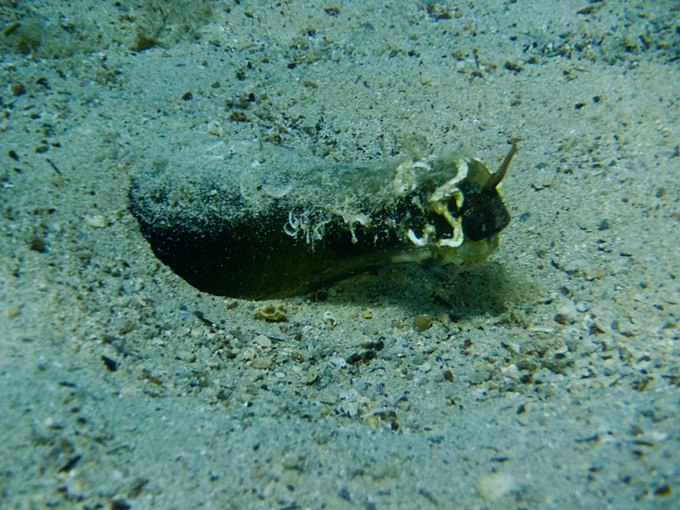 OLYMPUS DIGITAL CAMERA OLYMPUS DIGITAL CAMERA