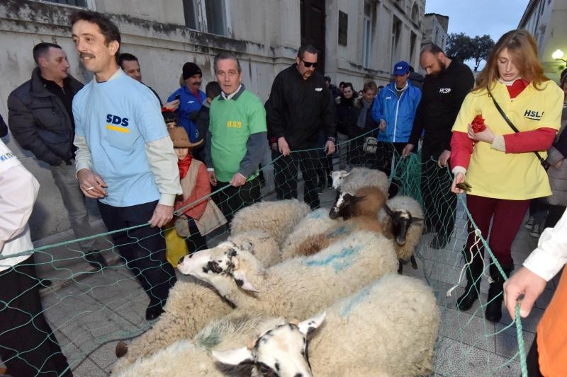 Poznata zadarska skupina Bleke i Konji na karnevalskoj povorci pojavila se sa stadom ovaca koje su doveli na sredisnji gradski trg. Clanovi skupine bili su obuceni u majice hrvatskih politickih stranaka koje su medjusobno izmjenjivali uz domoljubne pjesme