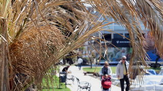Zadar, 100412.
Palme na Obali kneza Branimira osusile su se , sto je posljedica ovogodisnje natprosjecno hladne i snijezne zime. Uskoro ce radnici Nasada pozutjelo lisce odrezati, sto ce olaksati rast zelenih mladica.
Foto: Jure Miskovic / CROPIX