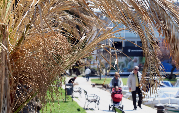 Zadar, 100412.
Palme na Obali kneza Branimira osusile su se , sto je posljedica ovogodisnje natprosjecno hladne i snijezne zime. Uskoro ce radnici Nasada pozutjelo lisce odrezati, sto ce olaksati rast zelenih mladica.
Foto: Jure Miskovic / CROPIX