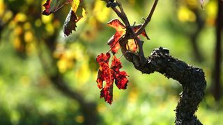 Boje jeseni u vinogradu Boje jeseni u vinogradu