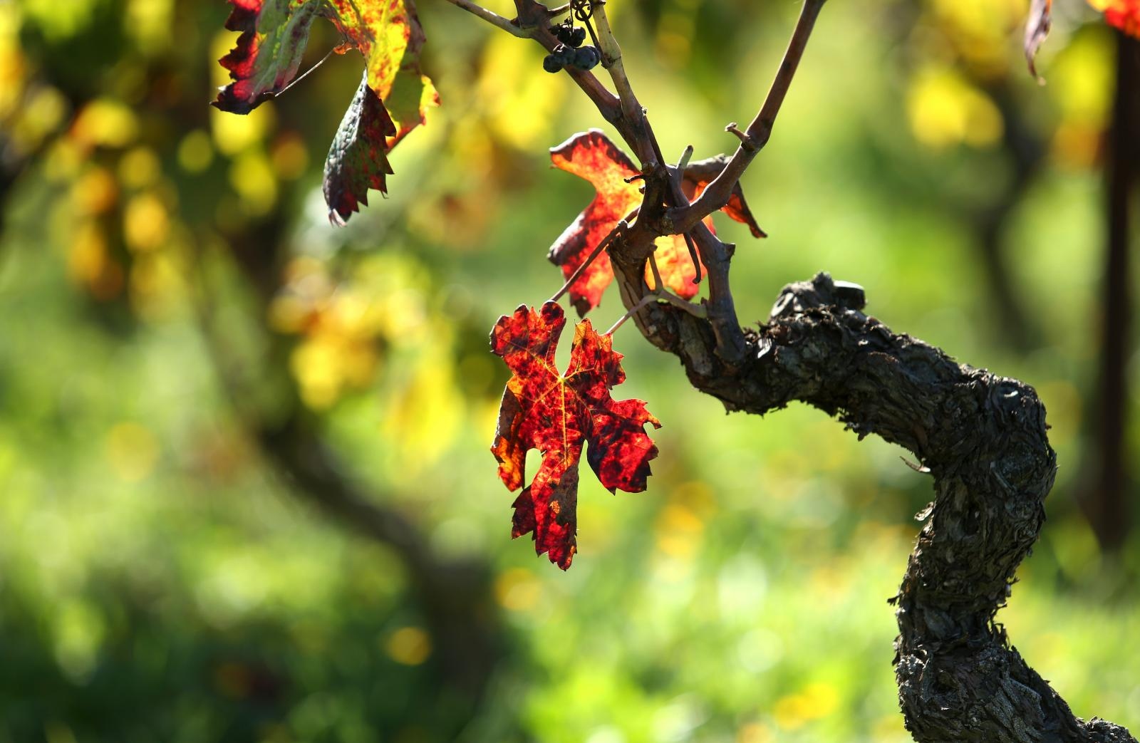 Boje jeseni u vinogradu Boje jeseni u vinogradu