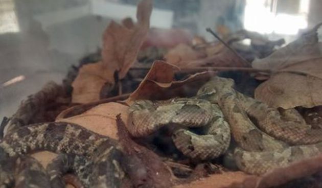 Gmazovi u Gradskoj loži: Na svijet stiglo 15 malih kopljoglavki