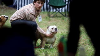 Zadar, 020513.  
Kamp na zadarskom predjelu Borik. 13. po redu medjunarodna izlozba pasa CACIB Zadar dog show 2013. 
Foto: Jure Miskovic / CROPIX