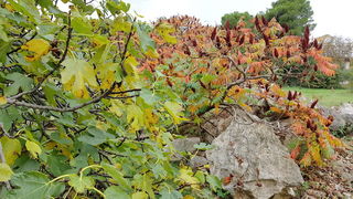 Boje zadarske jeseni. Foto: Mladen Malik