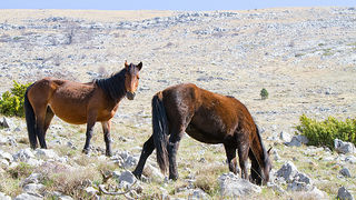 Divlji konji na Velebitu, foto: Leo Banić