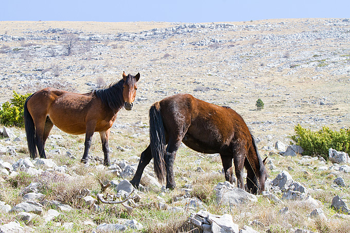 Divlji konji na Velebitu, foto: Leo Banić