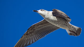 Zadarski galebovi (foto:Saša Čuka)