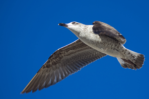 Zadarski galebovi (foto:Saša Čuka)