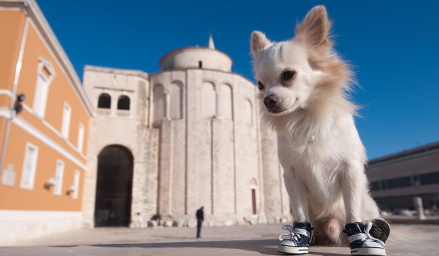 Zadar, 201211
Chihuahua Tito, vlasnice Elle Dusevic, gradom se seta u All Star tenisicama i trenerci.
Foto: Luka Gerlanc / CROPIX