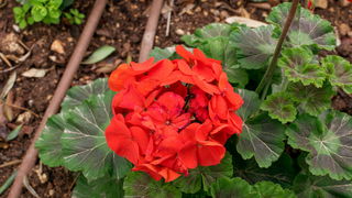 Malta, biser Mediterana Malta, biser Mediterana