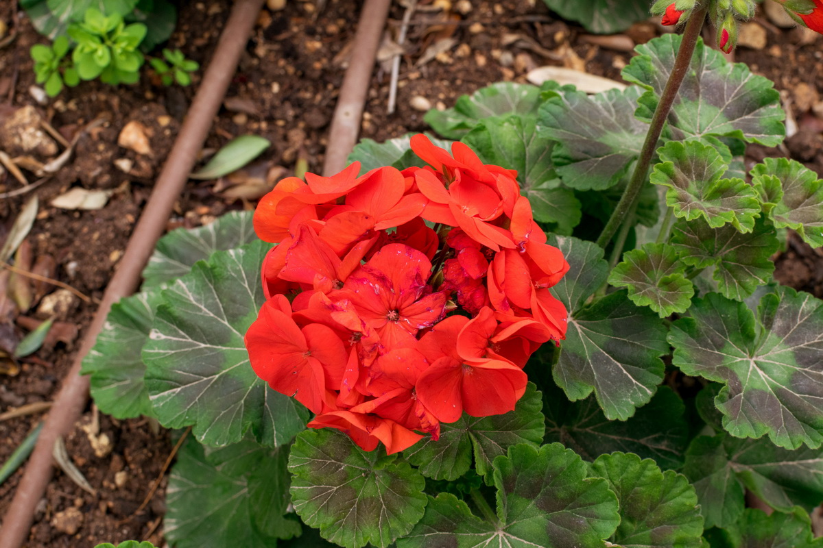 Malta, biser Mediterana Malta, biser Mediterana