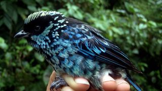 Tropske ptice u kolumbijskom Parque National Natural Tatamá u zapadnim Andama. Foto: Maja Bjelić