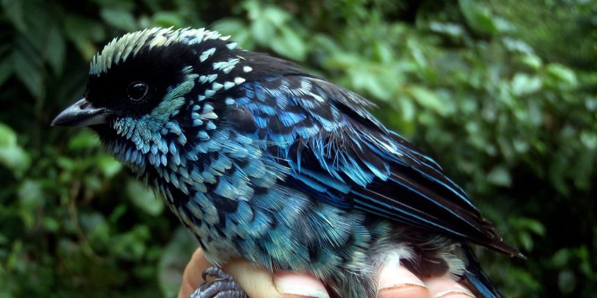 Tropske ptice u kolumbijskom Parque National Natural Tatamá u zapadnim Andama. Foto: Maja Bjelić