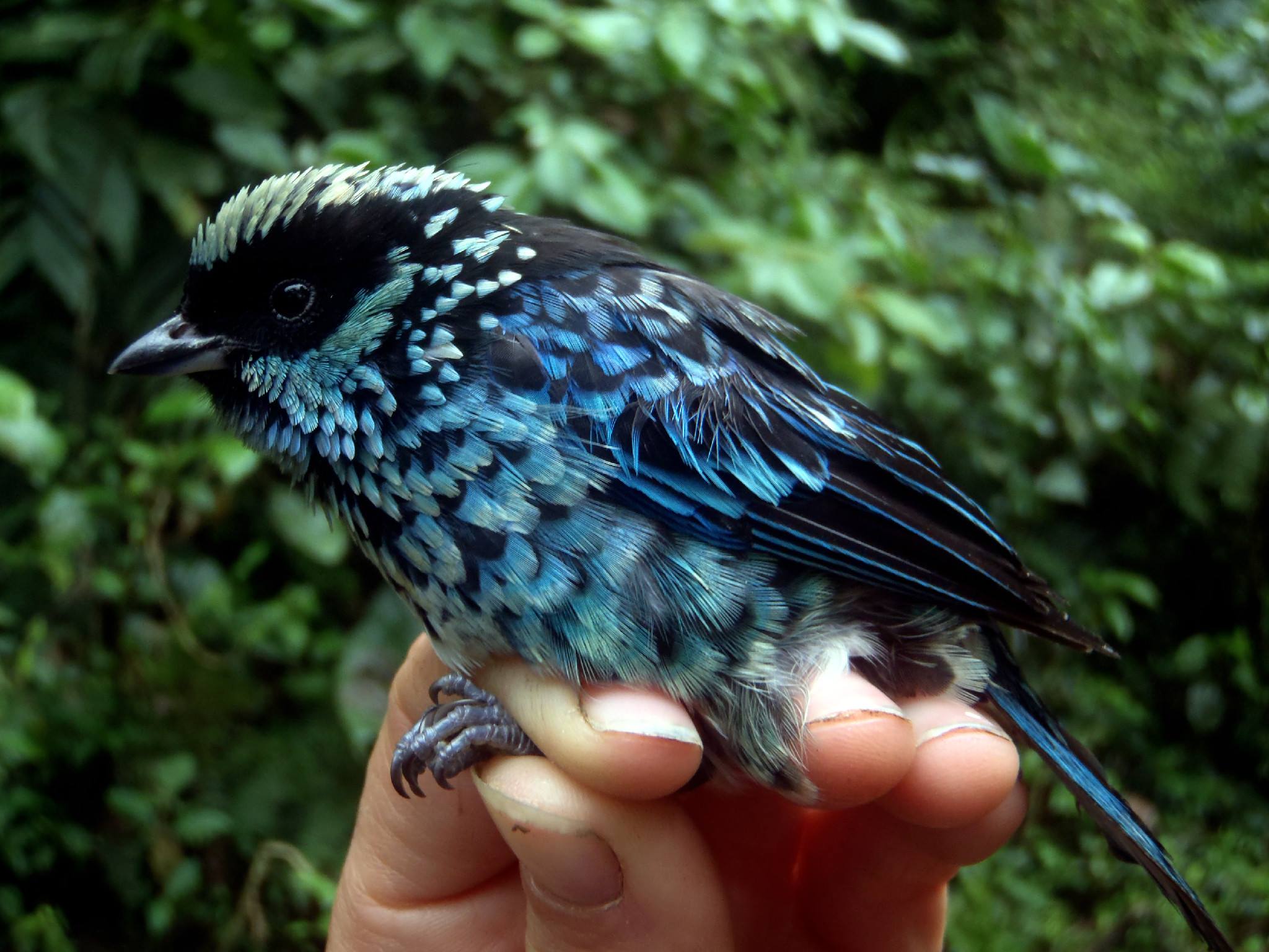 Tropske ptice u kolumbijskom Parque National Natural Tatamá u zapadnim Andama. Foto: Maja Bjelić