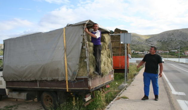 sijeno (foto: J. Portada)