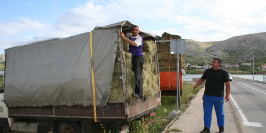 sijeno (foto: J. Portada)