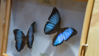 11. Noć muzeja u Zadru, foto-Iva Perinčić 11. Noć muzeja u Zadru, foto-Iva Perinčić