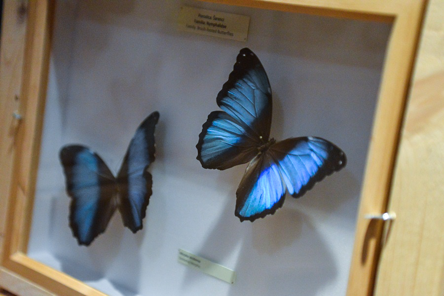 11. Noć muzeja u Zadru, foto-Iva Perinčić 11. Noć muzeja u Zadru, foto-Iva Perinčić