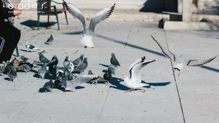 Đir po gradu, petak 22. prosinca 2017. Đir po gradu, petak 22. prosinca 2017.