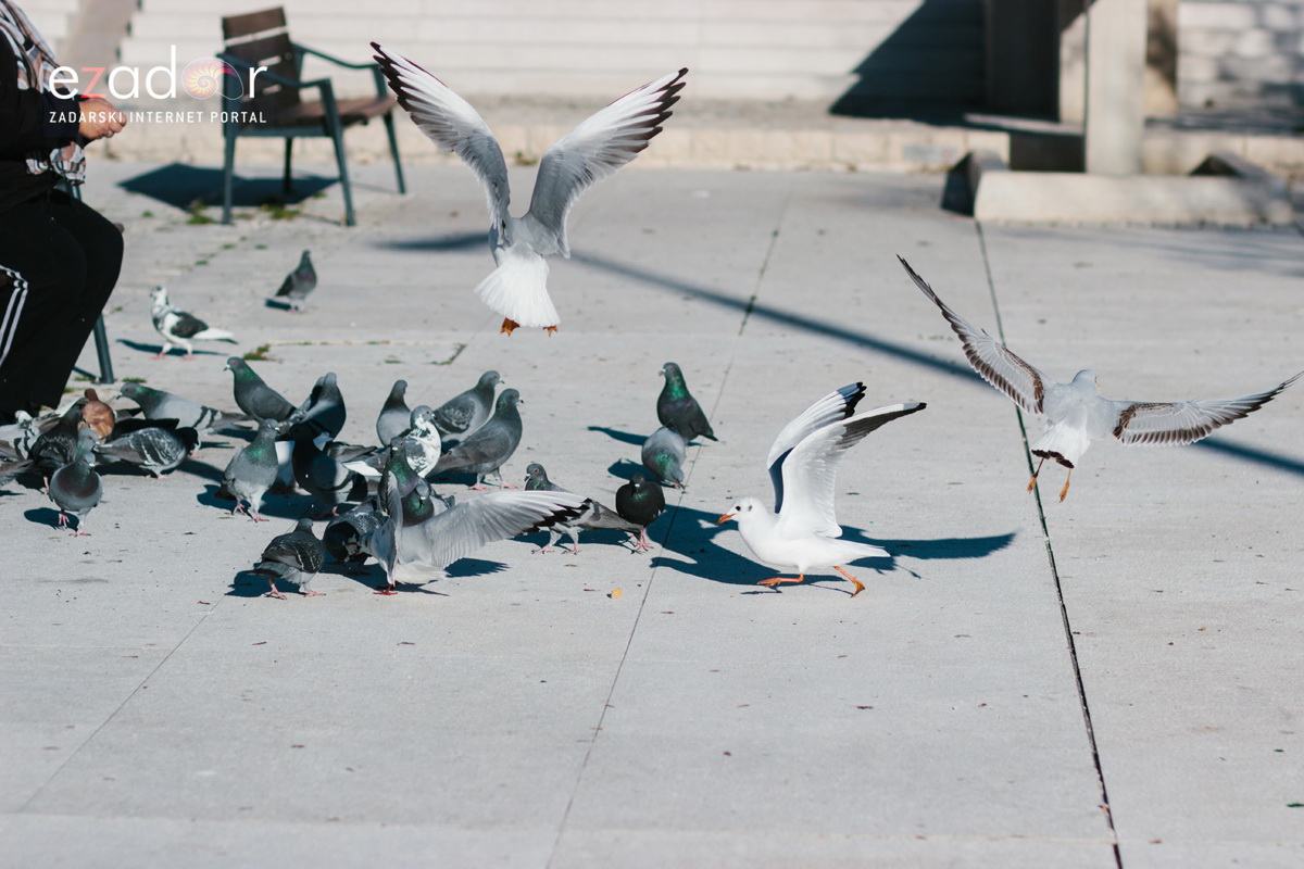 Đir po gradu, petak 22. prosinca 2017. Đir po gradu, petak 22. prosinca 2017.