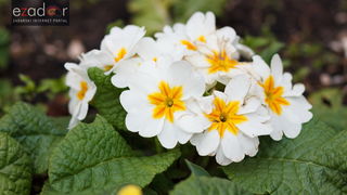 Đir po gradu, srijeda 21. veljače 2018. Đir po gradu, srijeda 21. veljače 2018.