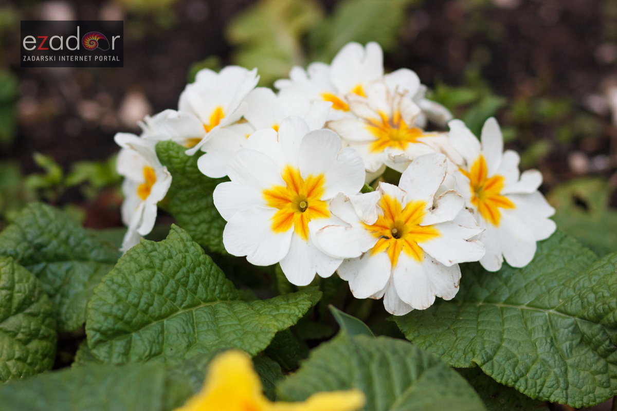 Đir po gradu, srijeda 21. veljače 2018. Đir po gradu, srijeda 21. veljače 2018.