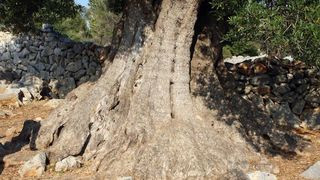 Lun: u posjeti tisućljetnom masliniku, Foto: Luka Stanzl/PIXSELL Lun: u posjeti tisućljetnom masliniku, Foto: Luka Stanzl/PIXSELL