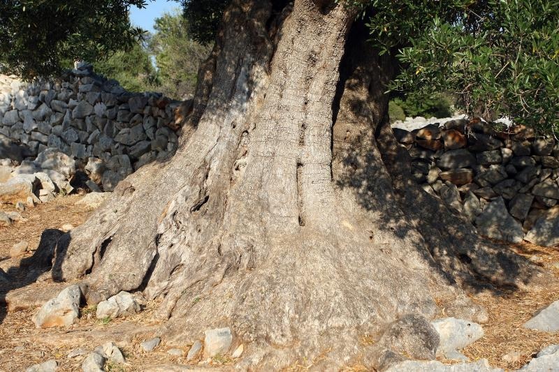 Lun: u posjeti tisućljetnom masliniku, Foto: Luka Stanzl/PIXSELL Lun: u posjeti tisućljetnom masliniku, Foto: Luka Stanzl/PIXSELL