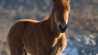 Đir do Libinja 9. travnja 2012. (foto:Saša Čuka) Đir do Libinja 9. travnja 2012. (foto:Saša Čuka)