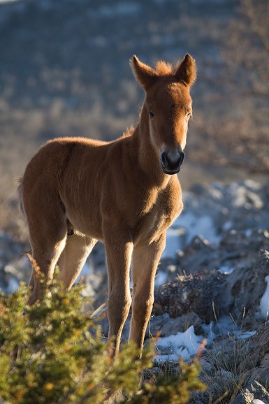 Đir do Libinja 9. travnja 2012. (foto:Saša Čuka) Đir do Libinja 9. travnja 2012. (foto:Saša Čuka)